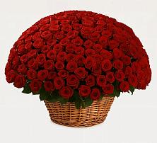 Премиум букет из: Розы в Великом Новгороде